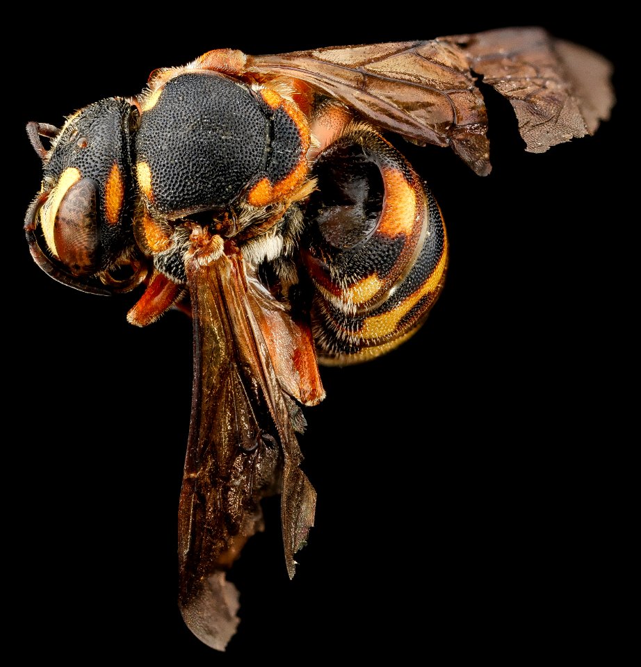 Dianthidum curvatum, M, back1, Jackson County, SD 2012-11-08-15.43.20 ZS PMax