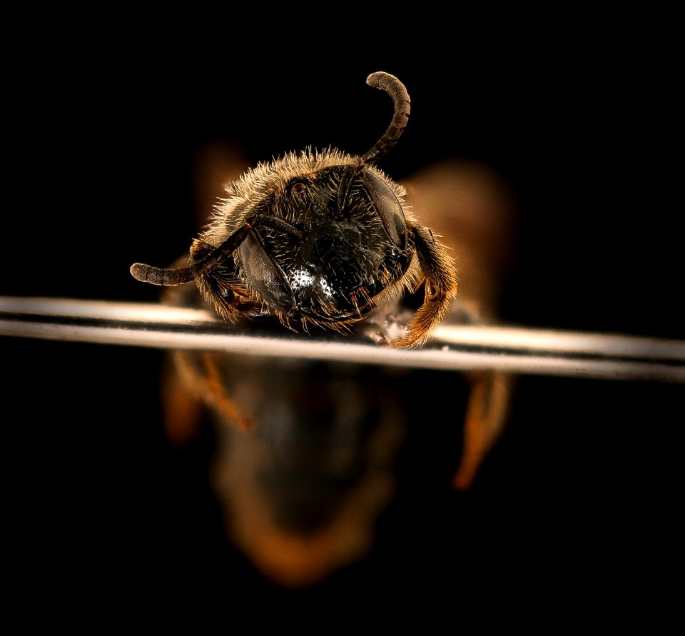 Panurginus atramontensis, f, face, Prince George's Co, MD 2019-03-21-18.47.39 ZS PMax UDR