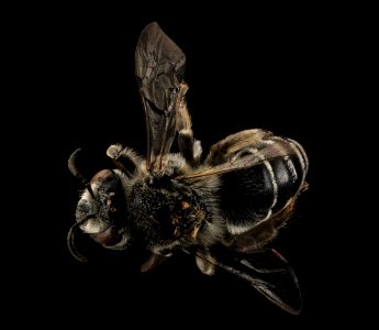 Colletes latitarsis, female
