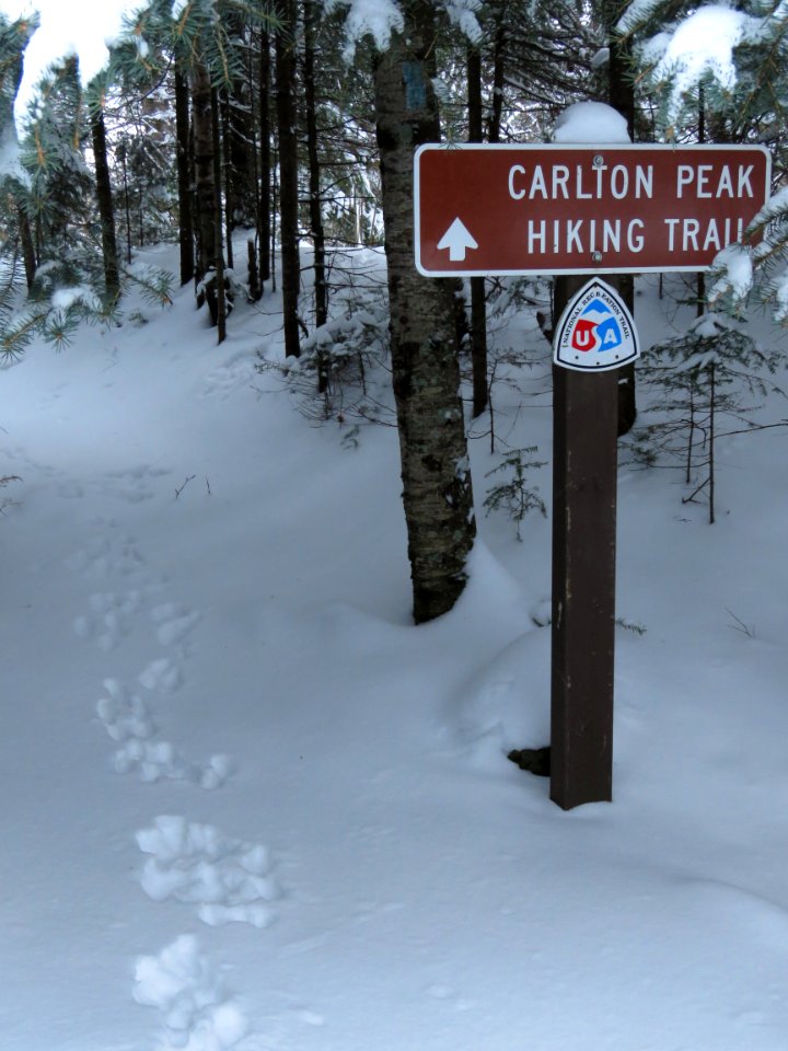 Snowshoe hare tracks