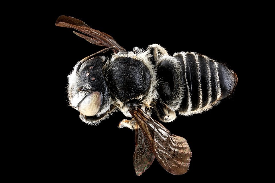 Megachile pseudobrevis, female, back 2012-07-06-18.53.59 ZS PMax