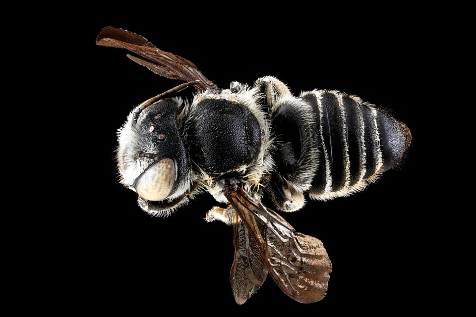 Megachile pseudobrevis, female, back 2012-07-06-18.53.59 ZS PMax photo