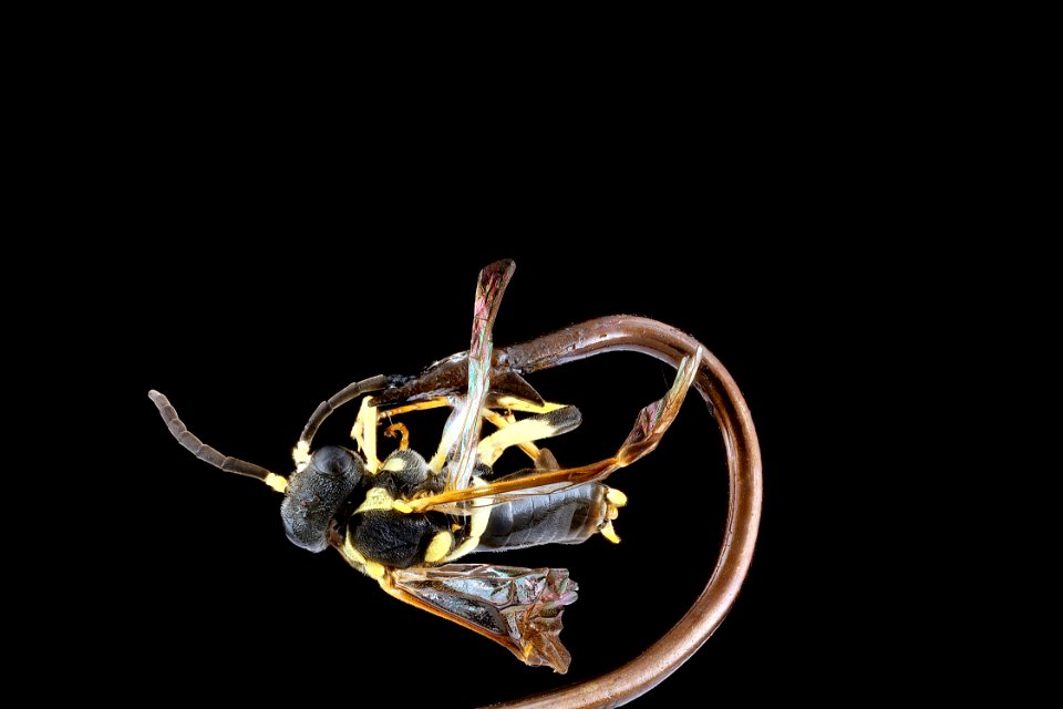 Sawfly,-side 2012-08-03-17.53.33-ZS-PMax