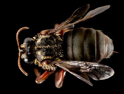 Mesoplia aff rufipes, F, Back, Puerto Rico, Boqueron 2014-09-26-09.27.04 ZS PMax photo