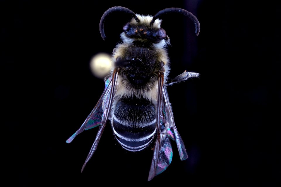 Colletes compactus, female, back clean
