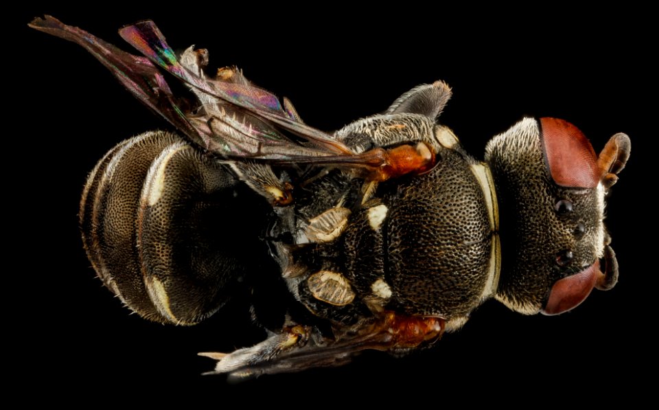 Oxybelus analis, female, back1, Guantanamo Bay, Cuba 2012-11-01-17.27.12 ZS PMax