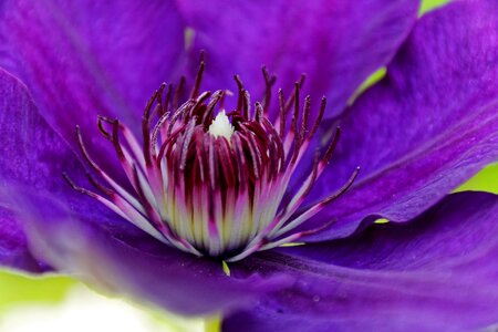 Flower close up violet