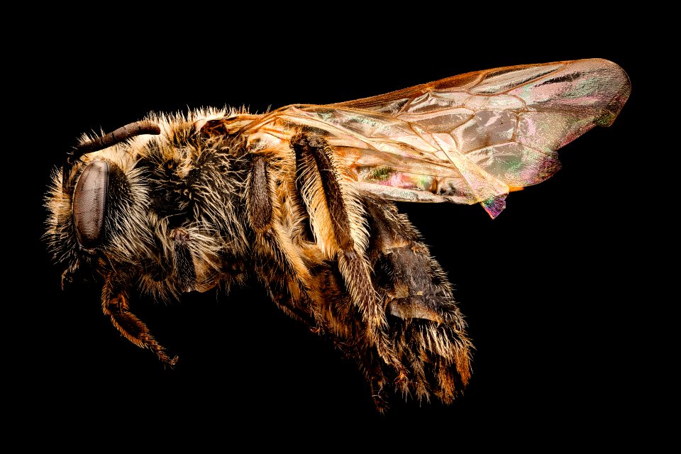 Andrena, miserabilis, f, left, Maryland, P.G 2018-05-16-17.46