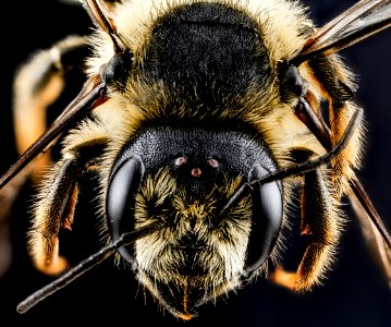 Megachile inermis, female, face 2012-07-13-17.48.00 ZS PMax photo