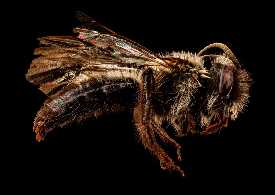 Andrena vanduzeei, m, right side, Mariposa, CA 2017-06-17-12.57