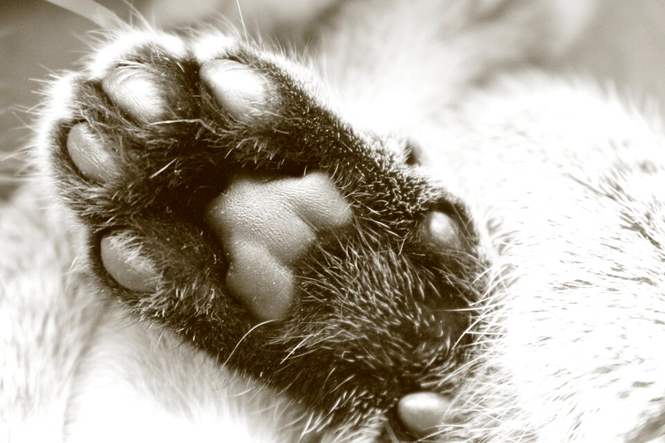 Fur cat's paw paw print