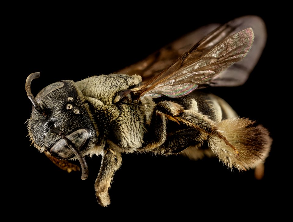 bee15274, f, turkey, side 2014-08-14-17.53.52 ZS PMax