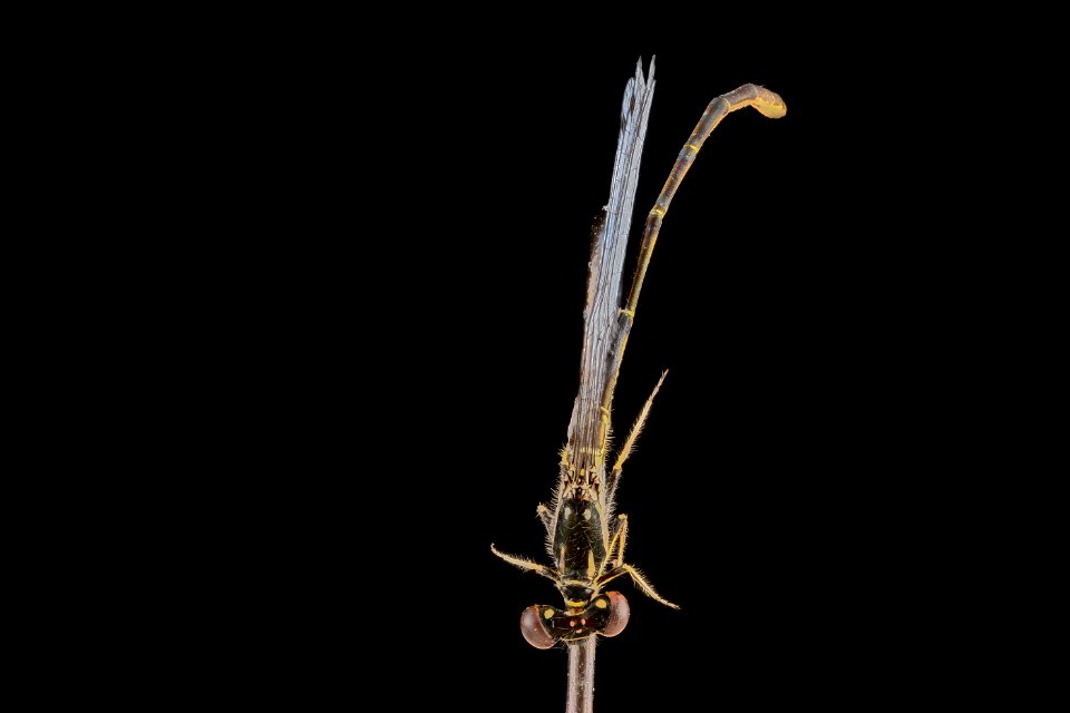 Ischnura posita, back 2012-08-03-17.42.41 ZS PMax