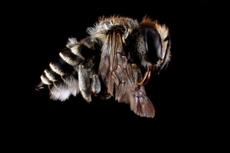Megachile-brevis,-female,-side 2012-06-15-17.54.51-ZS-PMax photo