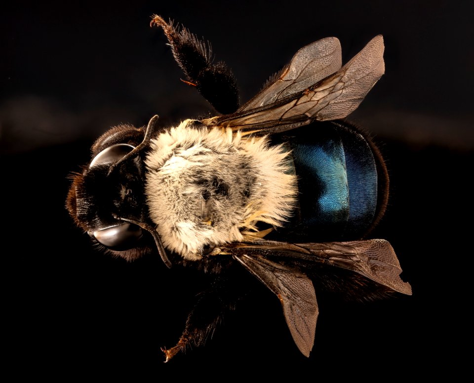Chile species 76, f, back, Canton, Chile 2018-07-14-01.41.59 ZS PMax UDR