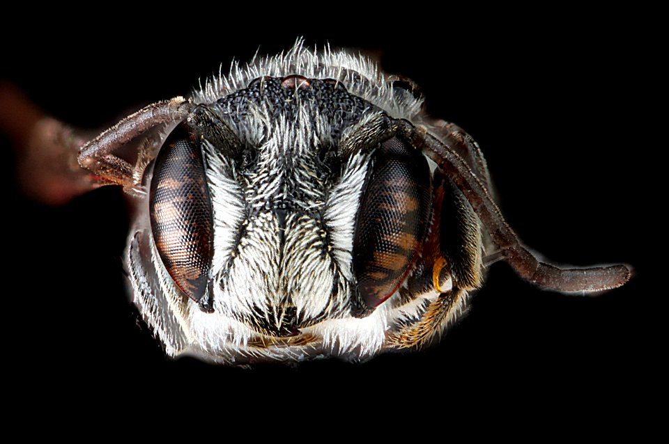 Heriades-var-leavitti,-male,-face 2012-07-06-17.43.55-ZS-PMax