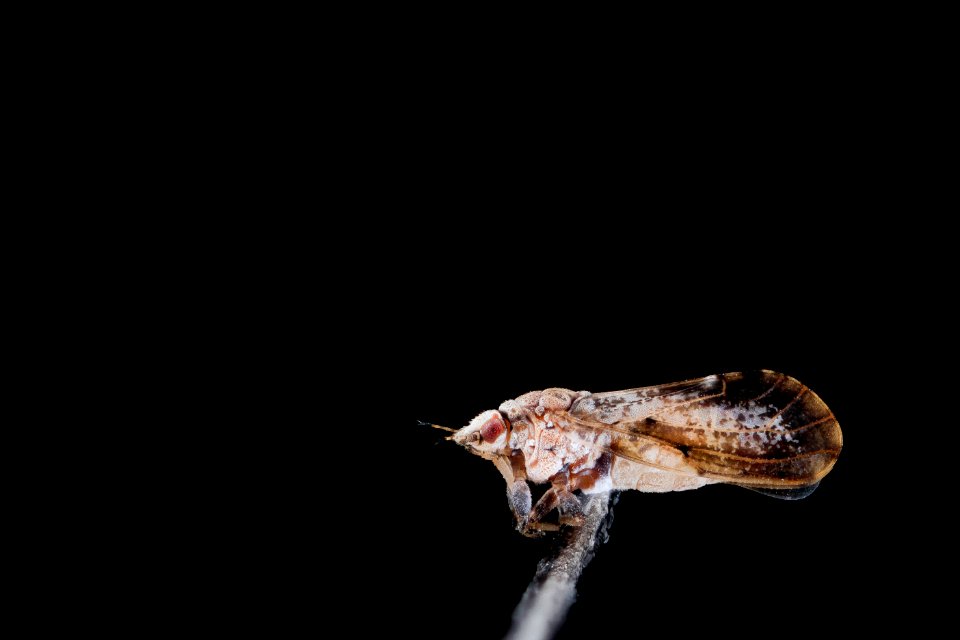 Citrus psyllid, u, side2,ft detrick 2014-05-01-09.22.19 ZS PMax