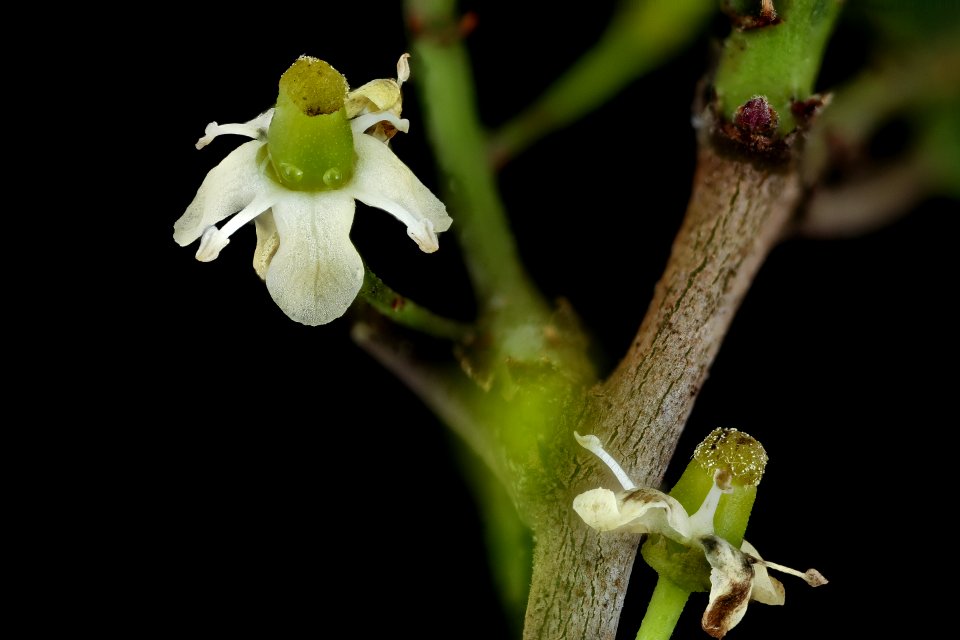 Ilex opaca, America Holly, pistillate flowers, Howard County, Md, Helen Lowe Metzman 2019-10-23-17.00.11 ZS PMax UDR