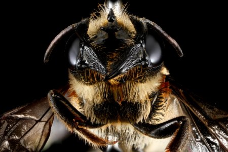Megachile-armaticeps,-female,-face 2012-06-21-15.11.57-ZS-PMax photo