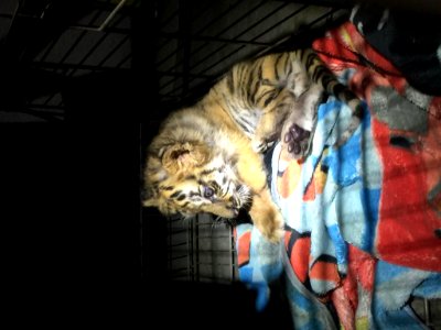 Moka rescued at the border by Customs & Border Patrol agents