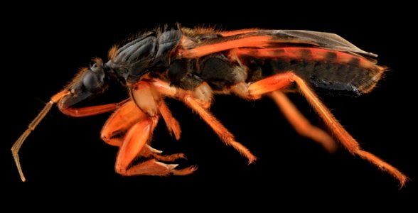 Assassin Bug, Side, MD, Upper Marlboro 2013-09-15-13.23.41 ZS PMax-Recovered photo