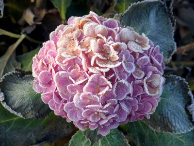 Frozen freezing rose