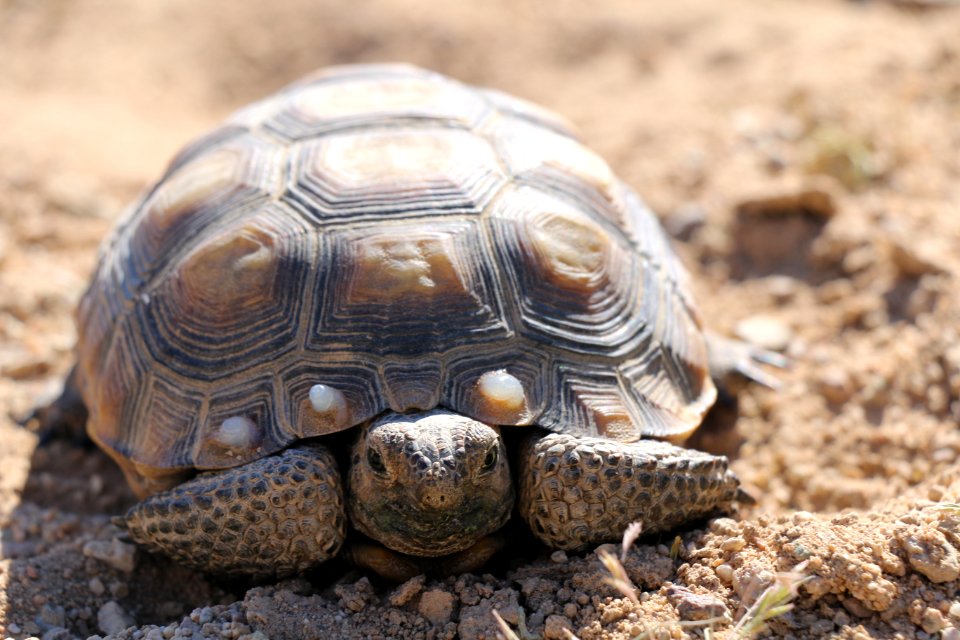Desert tortoise at MCAGCC