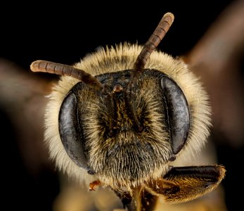 Andrena krigiana, female, face 2012-08-06-18.17.39 ZS PMax photo