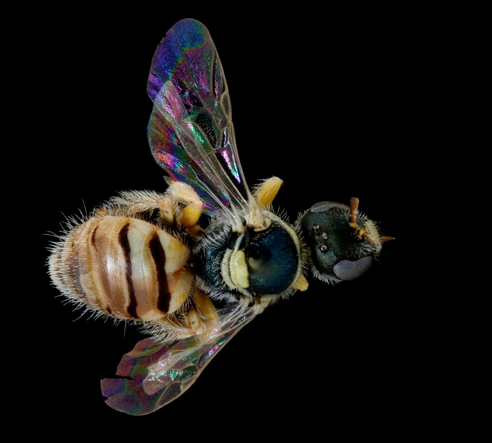 Nomioides minutissmus, f, back, Podunajska, Slovakia 2020-02-17-17.54.54 ZS PMax UDR