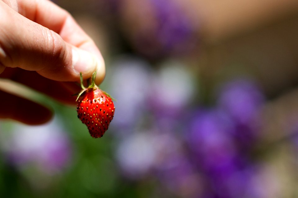 Behold, the Strawberry Strawberry