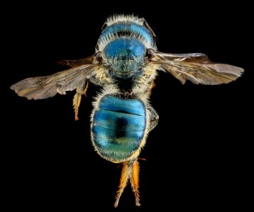 Osmia georgica, F, Back, Carroll Co. MD 2013-07-23-15.29.26 ZS PMax