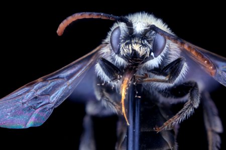 Dufourea marginata, male, face, clean