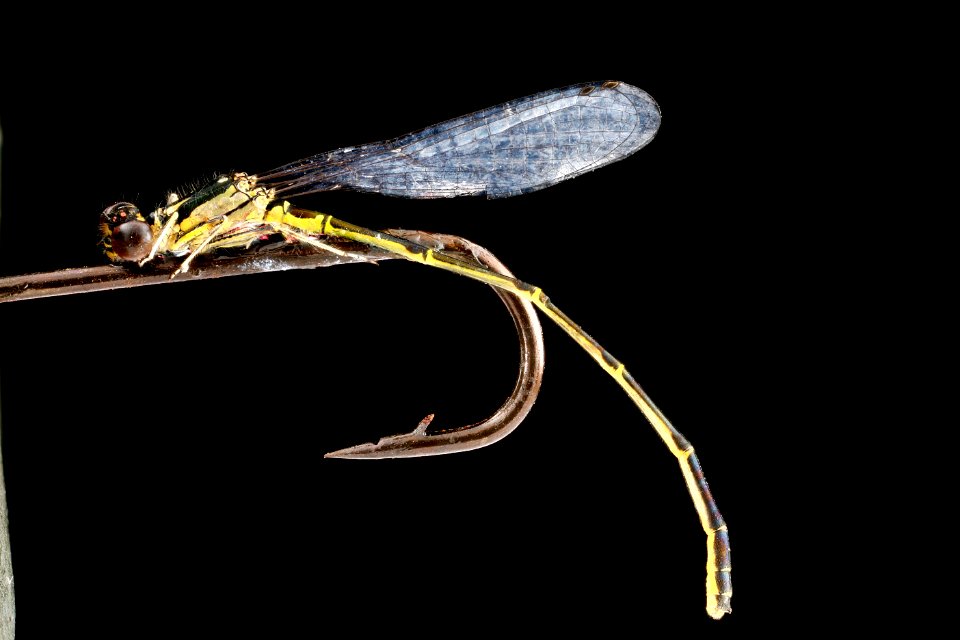 Ischnura posita, side 2012-08-03-17.47.01 ZS PMax