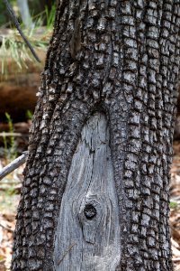 This Juniper Has an "Outie"