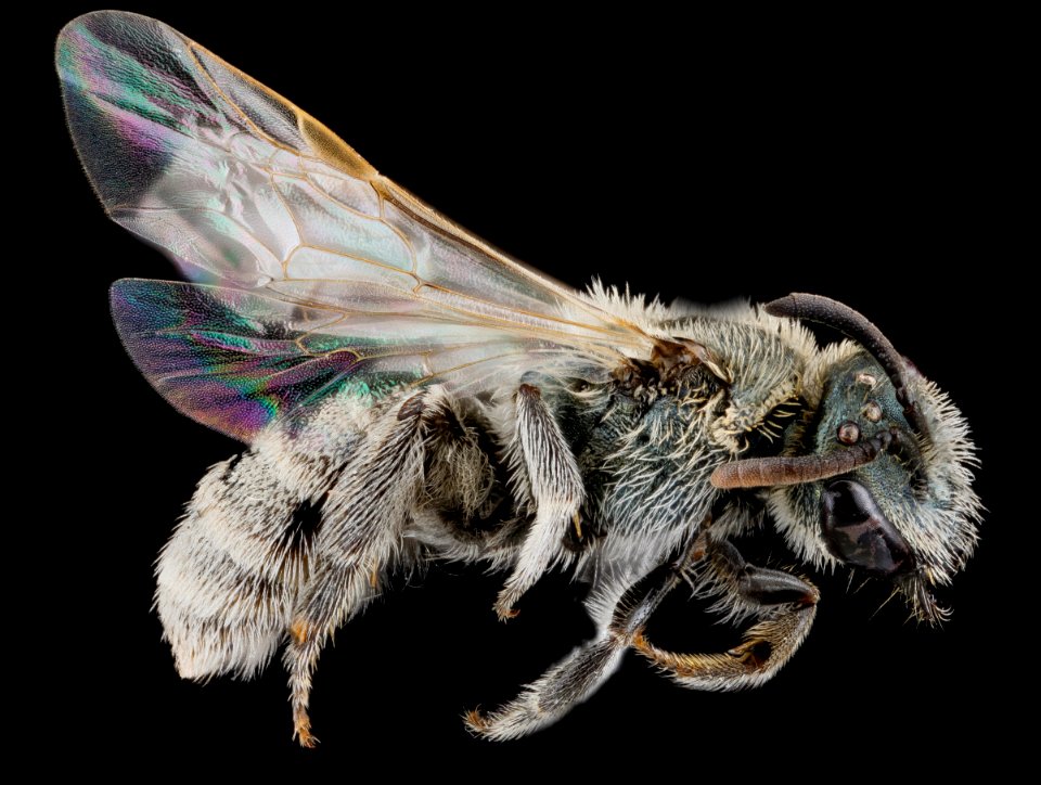 Lasioglossum pruinosum, F, rt side, Sleeping Bear Dunes, Michigan 2012-10-17-10.52.34 ZS PMax