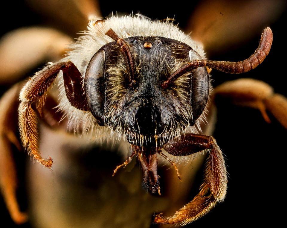 Andrena uvulariae, F, face, 2012-10-26-11.32.33 ZS PMax
