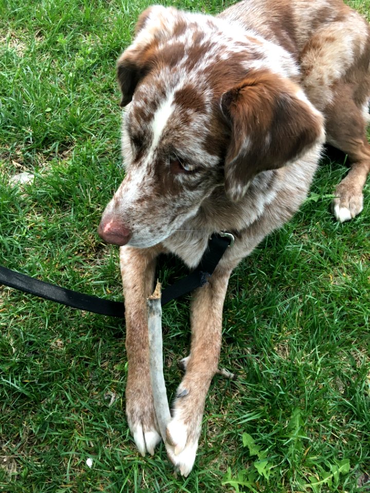 Sometimes All You Need is a Good Stick