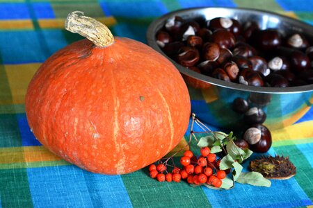 Chestnuts rowan orange photo