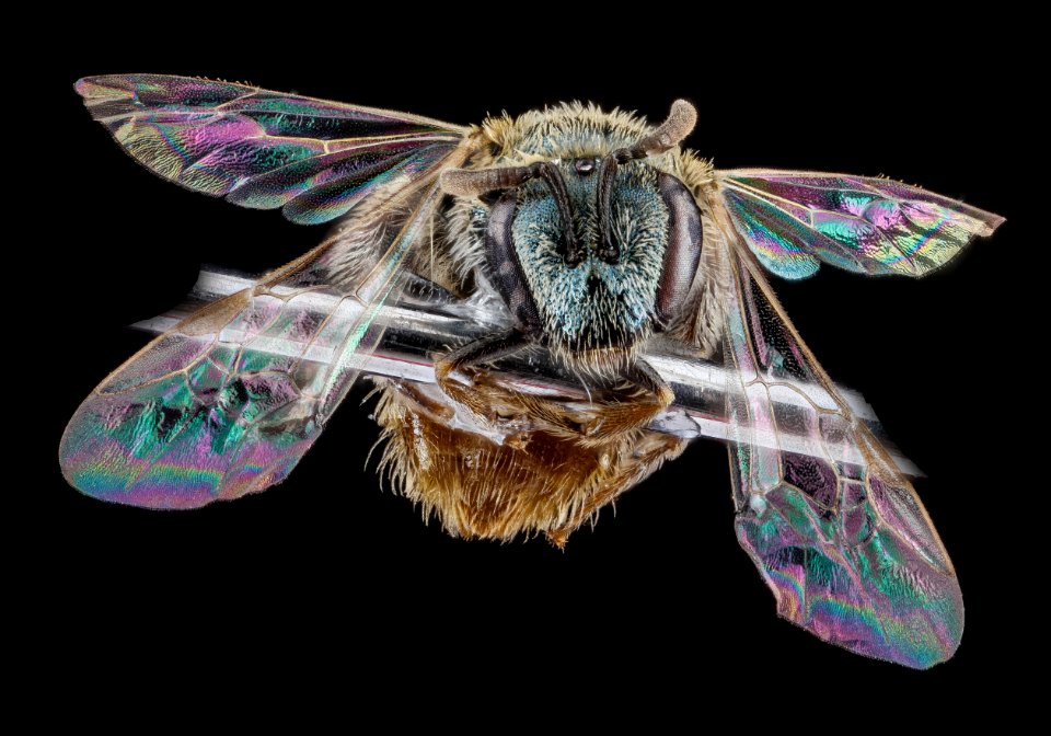Lasioglossum pictum, unknown, face 2012-07-19-17