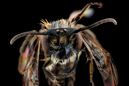 Andrena milwaukeensis, m, face, Rhode Island 2019-12-16-19.52.00 ZS PMax UDR photo