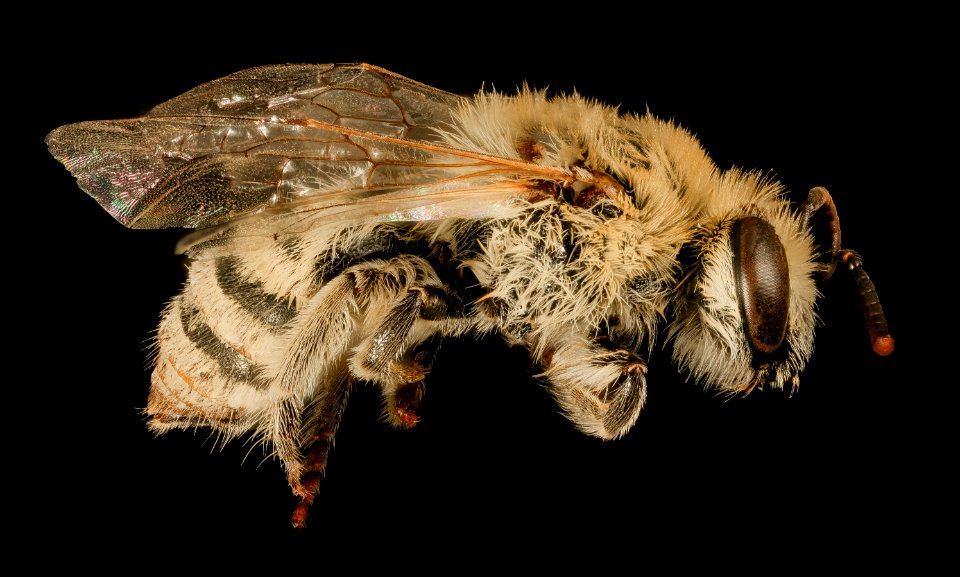 Colletes phaceliae, f, side, Pennington Co, South Dakota 2015-12-01-12.40