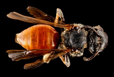 Ammobates muticus, u, italy, back 2014-11-01-18.59.19 ZS PMax