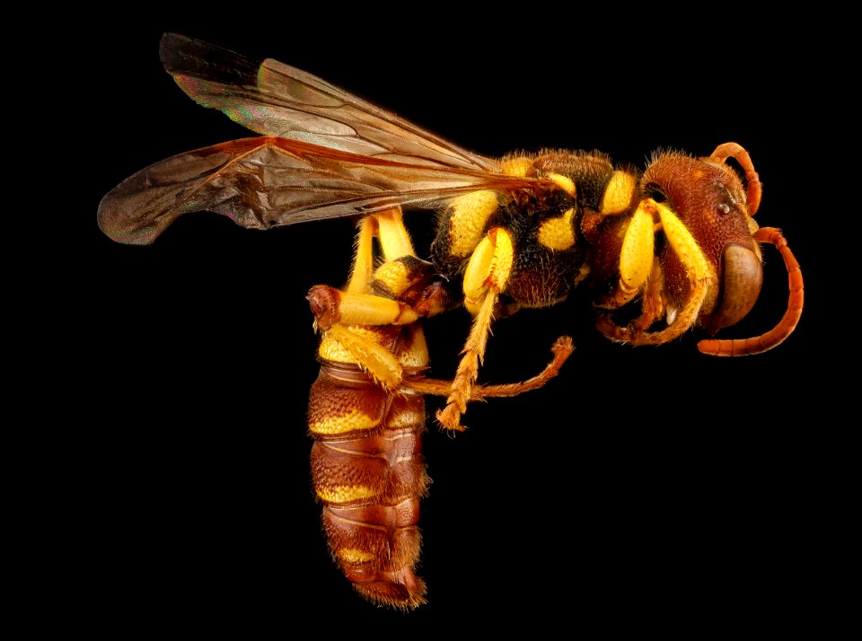 Cerceris triangulata, F, side, Guantanamo Bay 2012-10-31-15.19.09 ZS PMax