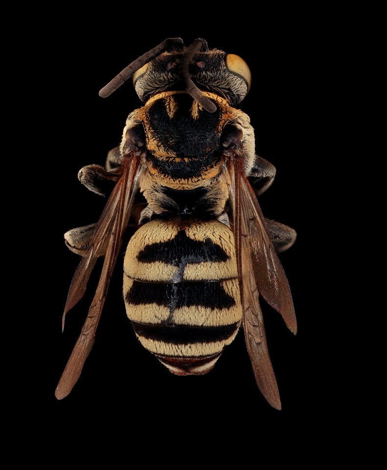 Triepeolus heterurus, f, back, Yolo Co., CA 2019-03-21-21.09.05 ZS PMax UDR