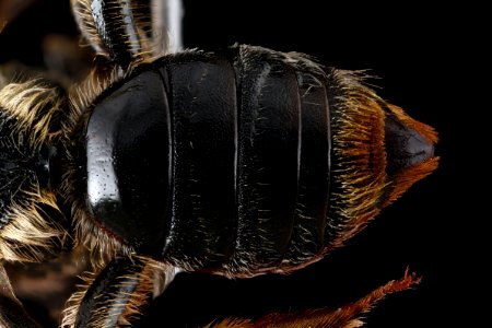 Andrena-spirgeana,-female,-top-of-abdomen 2012-06-20-15.30.51-ZS-PMax
