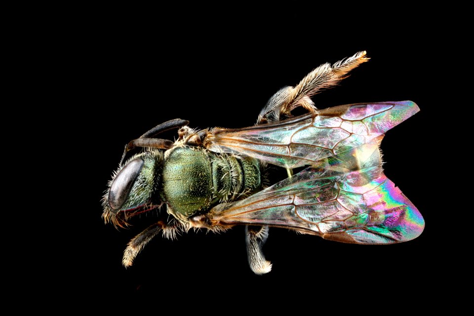 Lassioglossum microlepoides, female-back 2012-06-13-17.49.42-ZS-PMax