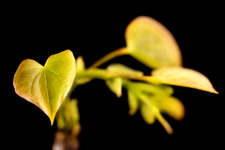 Cercis canadensis, 4, Redbud, Howard County, Md,  2018-05-17-14.53