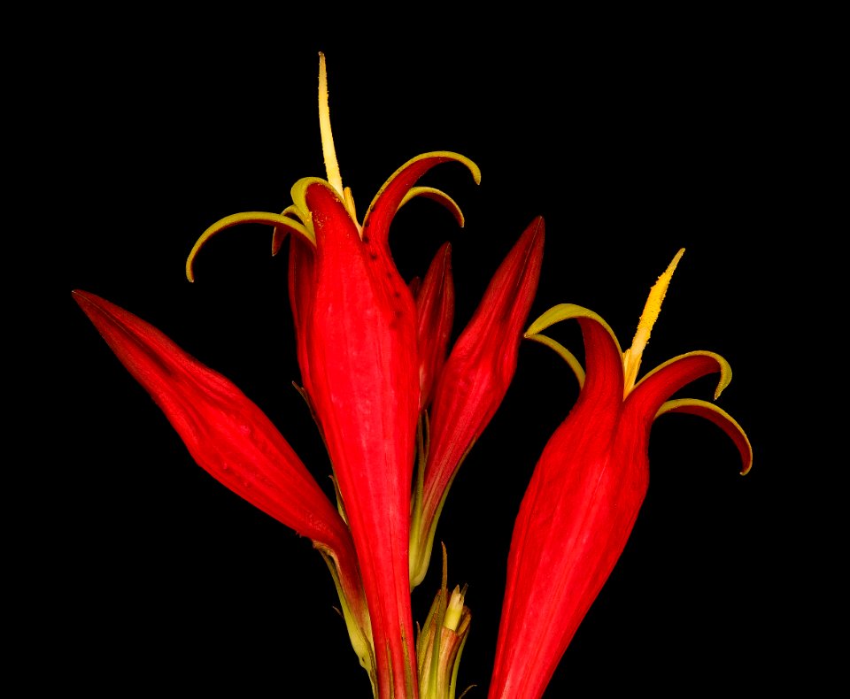 Spigelia marilandica 2, Pinkroot, Howard Co, Md, Green Farmacy Garden, H Metzman 2018-06-20-22.10.36 ZS PMax UDR