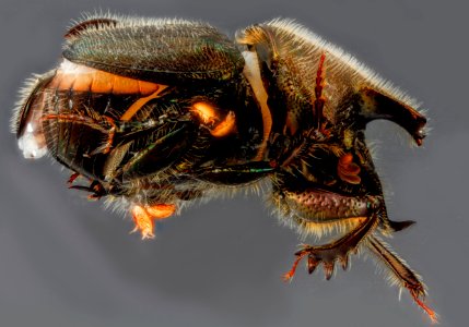 Scarabaeidae, U, side, west virginia, 2013-01-31-14.17.56 ZS PMax photo