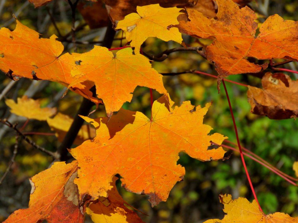 171004-FS-Superior-SAR-remainingmapleleaves
